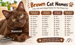 Brown Cat Names